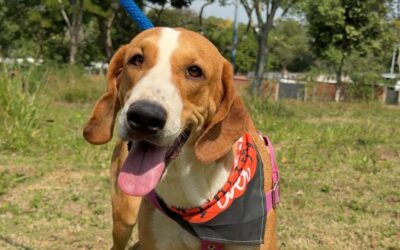 Así recuperamos a la perrita ‘Kimba’: ahora busca un hogar seguro que la adopte