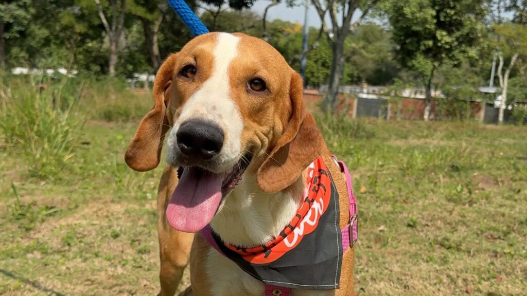 Así recuperamos a la perrita ‘Kimba’: ahora busca un hogar seguro que la adopte