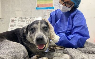 Así fue el rescate de canino ciego que cayó a un abismo en Bucaramanga