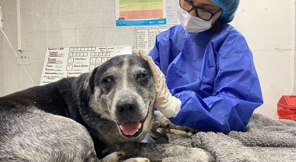 Así fue el rescate de canino ciego que cayó a un abismo en Bucaramanga