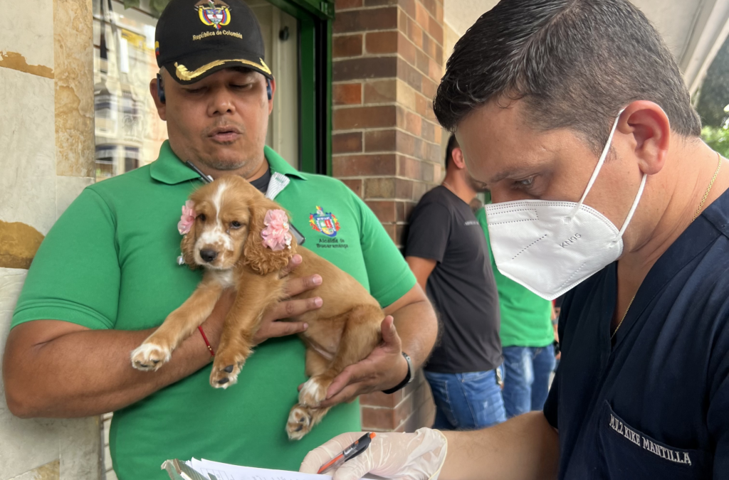 Bucaramanga refuerza operativos contra la venta ilegal de animales en espacio público
