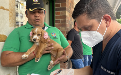 Bucaramanga refuerza operativos contra la venta ilegal de animales en espacio público