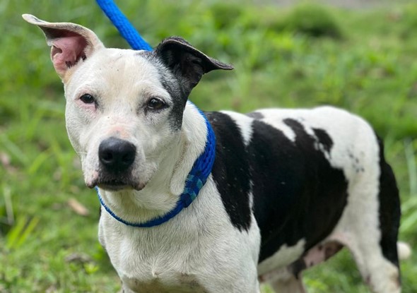 Vaquita es una perrita que está disponible para adopción animal responsable.