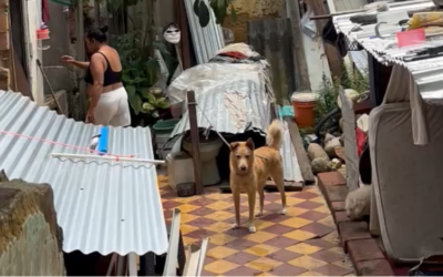 Bucaramanga aplica por primera vez la Ley Ángel con aprehensión preventiva de canino en malas condiciones