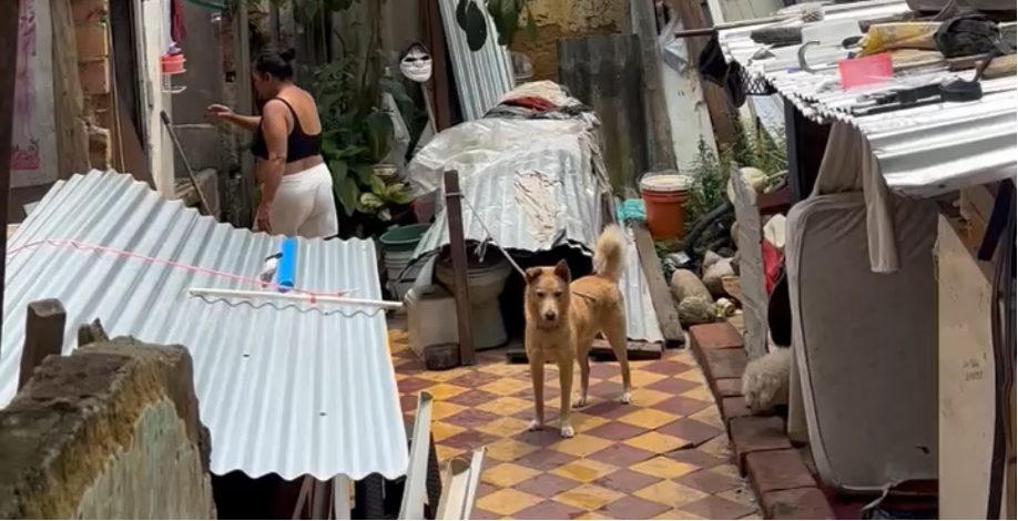 Bucaramanga aplica por primera vez la Ley Ángel con aprehensión preventiva de canino en malas condiciones