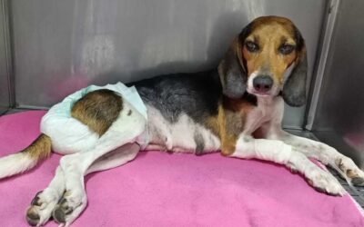 Multa de $10 millones recibió el conductor de taxi que abandonó a la perrita ‘Lilo’