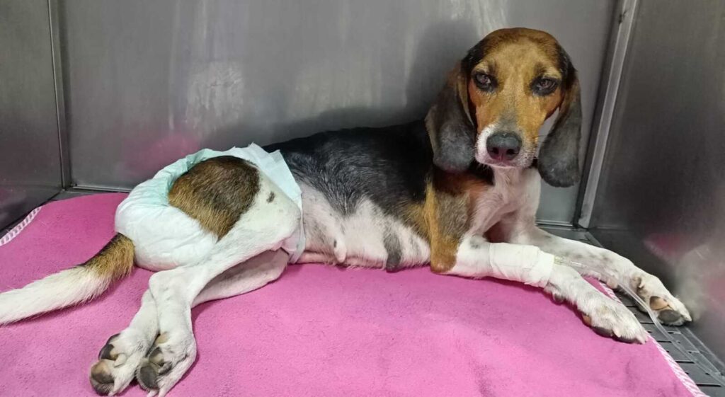 Multa ejemplar a conductor de taxi que abandonó a la perrita 'Lilo'.