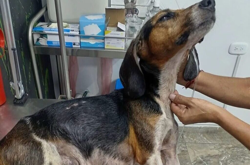 Abandonado y maltratado: se rescató perrito en delicado estado de salud en Bucaramanga