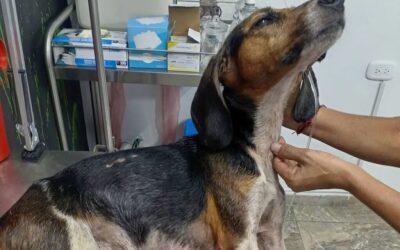 Abandonado y maltratado: se rescató perrito en delicado estado de salud en Bucaramanga