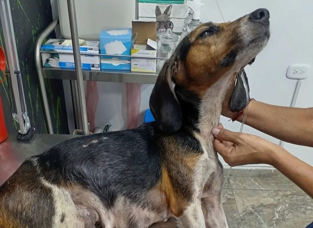 Se rescató perrito abandonado en Bucaramanga.