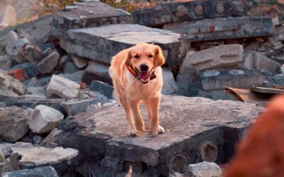 Bucaramanga adopta protocolo para salvar animales