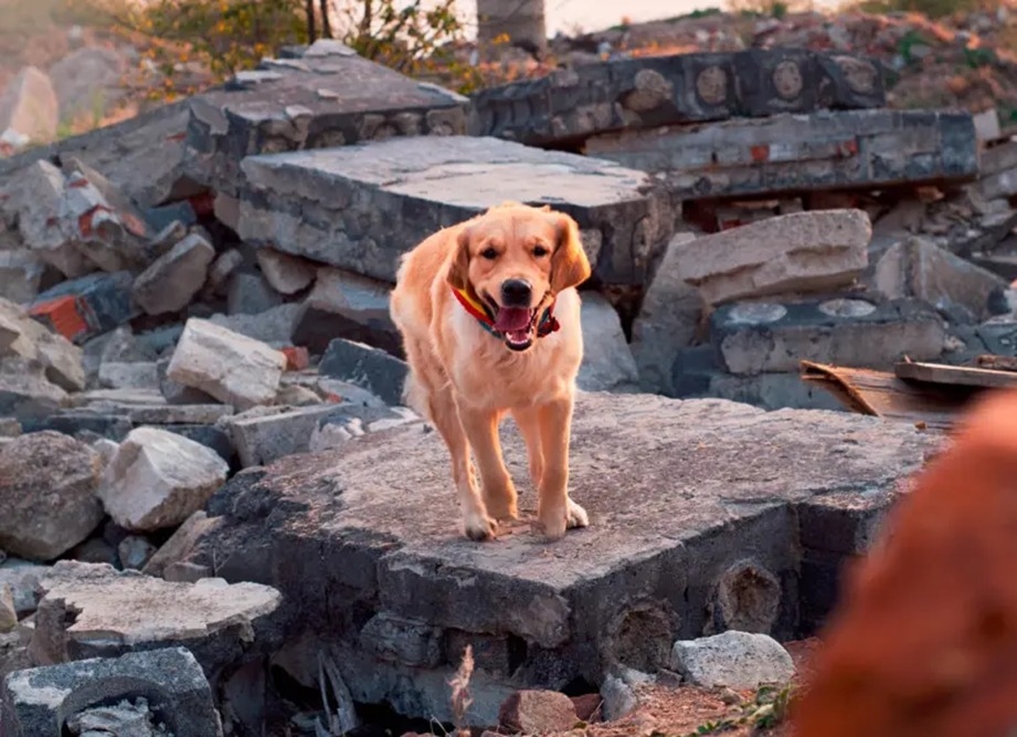 Bucaramanga adopta protocolo para salvar animales