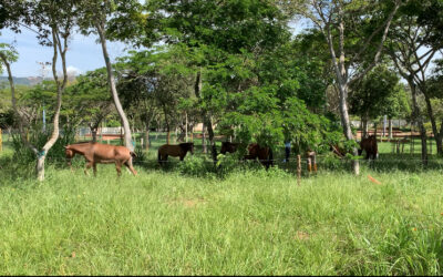 En Bucaramanga, 9 caballos rescatados de matadero clandestino inician una nueva vida gracias a la intervención de la Alcaldía