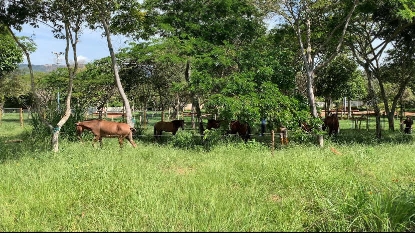 En Bucaramanga, 9 caballos rescatados de matadero clandestino inician una nueva vida gracias a la intervención de la Alcaldía