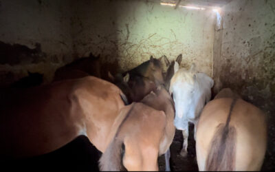Desmantelan matadero clandestino de caballos en Bucaramanga y rescatan a 9 equinos en condiciones de maltrato