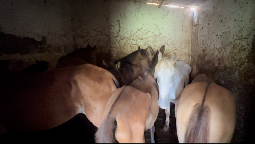 Desmantelan matadero clandestino de caballos en Bucaramanga y rescatan a 9 equinos en condiciones de maltrato