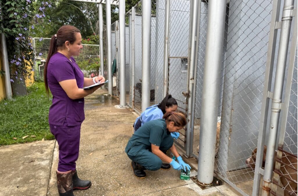 Desparasitación masiva en la UBA refuerza el compromiso con la salud y el bienestar de los animales rescatados