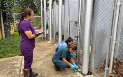 Desparasitación masiva en la UBA refuerza el compromiso con la salud y el bienestar de los animales rescatados