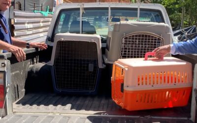 Ruta de Bienestar Animal detecta criadero clandestino de gatos en Bucaramanga gracias a denuncia ciudadana