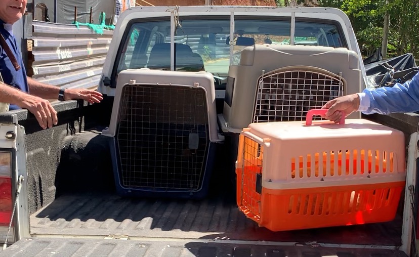 Ruta de Bienestar Animal detecta criadero clandestino de gatos en Bucaramanga gracias a denuncia ciudadana