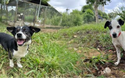 Bucaramanga hace historia: Alcaldía destina $4.000 millones para el bienestar animal