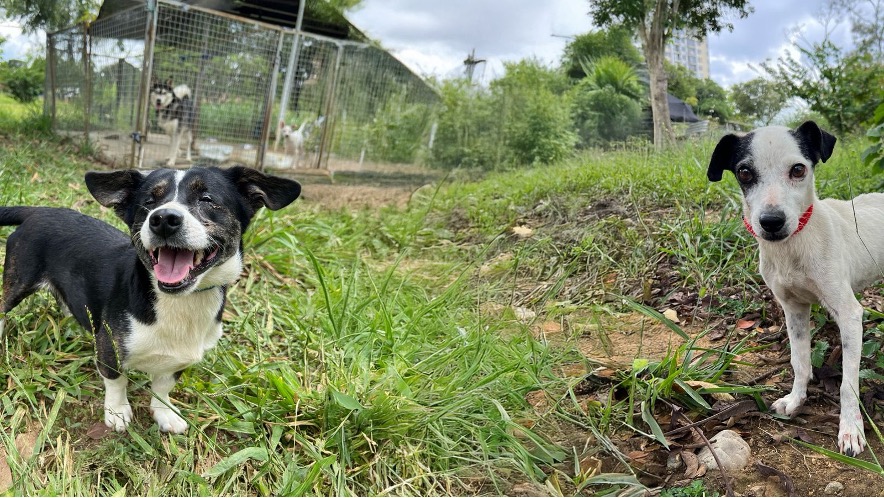 Bucaramanga hace historia: Alcaldía destina $4.000 millones para el bienestar animal