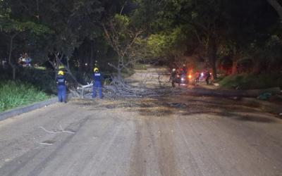 Se atendió emergencia por corte de árbol en Anillo Vial