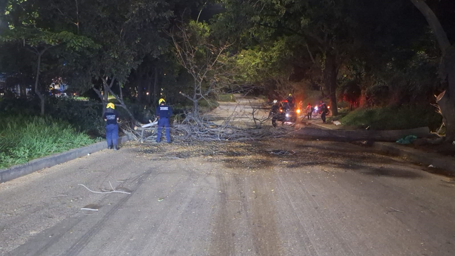 Se atendió emergencia por corte de árbol en Anillo Vial