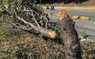 Alcaldía de Bucaramanga denuncia atentado ambiental contra árboles en la autopista Bucaramanga–Floridablanca