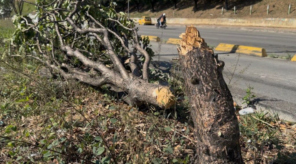 Alcaldía de Bucaramanga denuncia atentado ambiental contra árboles en la autopista Bucaramanga–Floridablanca