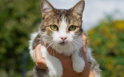 Bucaramanga, una ciudad que ama los animales