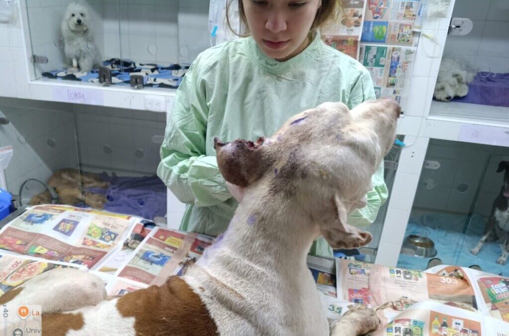 Unidad de Bienestar Animal fortalece la atención ante el aumento de reporte de casos