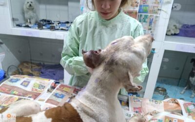 Unidad de Bienestar Animal fortalece la atención ante el aumento de reporte de casos