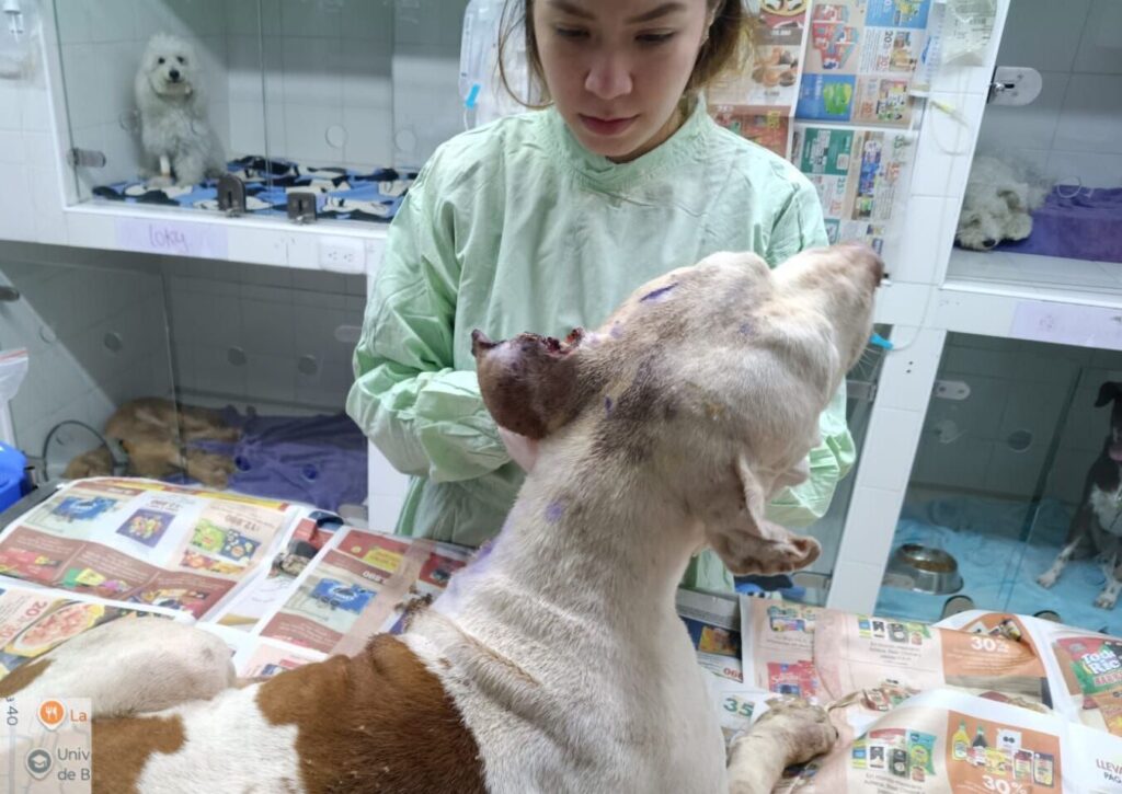 Unidad de Bienestar Animal fortalece la atención ante el aumento de reporte de casos