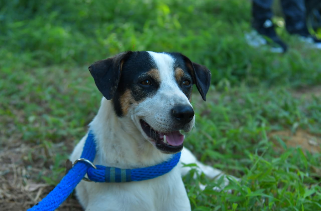 Animales vulnerables encontraron hogar en Bucaramanga
