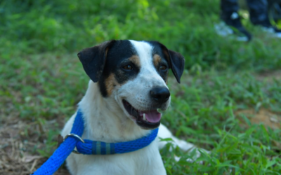 Animales vulnerables encontraron hogar en Bucaramanga