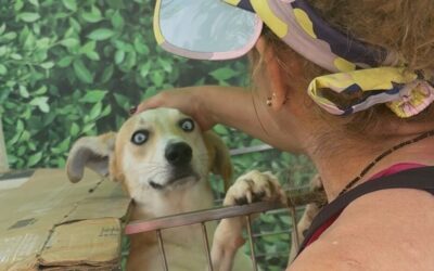 ¡Más oportunidades para los ‘peluditos’! Participe en la 2da jornada de adopción y bienestar animal en Bucaramanga