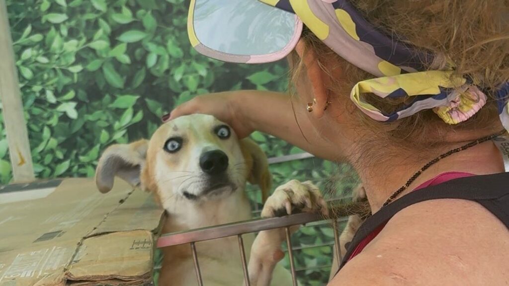 ¡Más oportunidades para los ‘peluditos’! Participe en la 2da jornada de adopción y bienestar animal en Bucaramanga