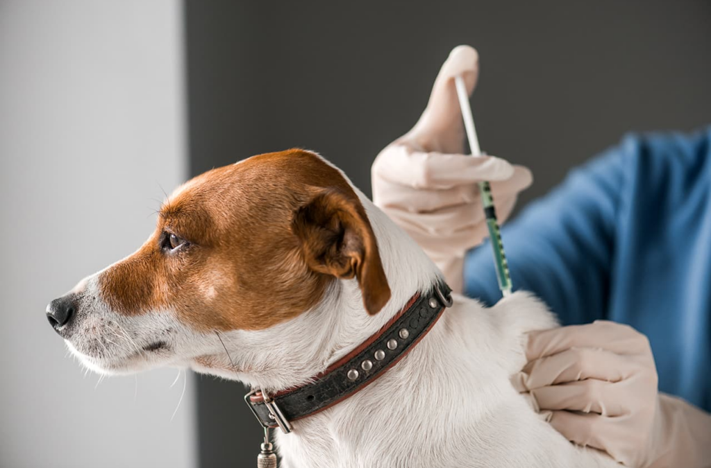 Adopción, esterilización y vacunación en jornada de bienestar animal