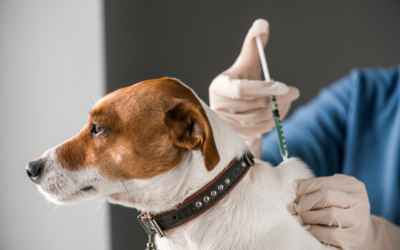 Adopción, esterilización y vacunación en jornada de bienestar animal