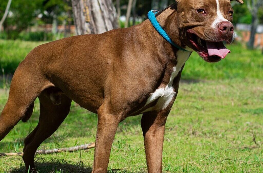 Bienestar animal: 2.471 esterilizaciones gratuitas se han realizado este año en Bucaramanga