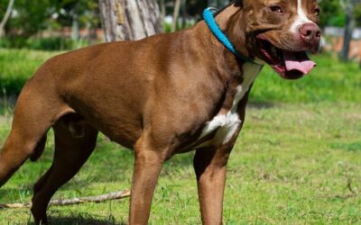 Bienestar animal: 2.471 esterilizaciones gratuitas se han realizado este año en Bucaramanga