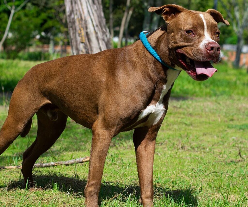 Bienestar animal: 2.471 esterilizaciones gratuitas se han realizado este año en Bucaramanga