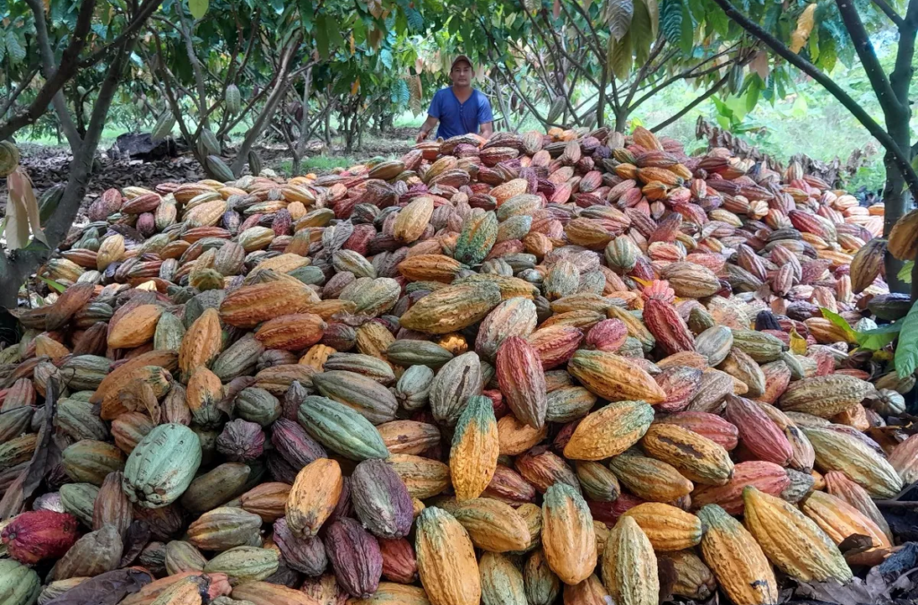 Crece la producción de cacao en Bucaramanga pero no los clientes