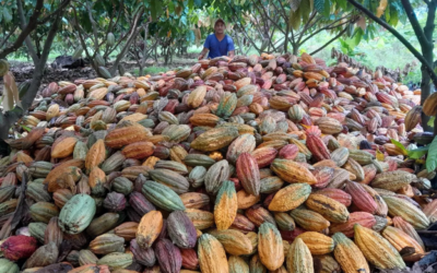 Crece la producción de cacao en Bucaramanga pero no los clientes