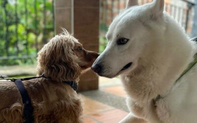 Más de 2.300 animales han recibido vacunación gratuita en 2026