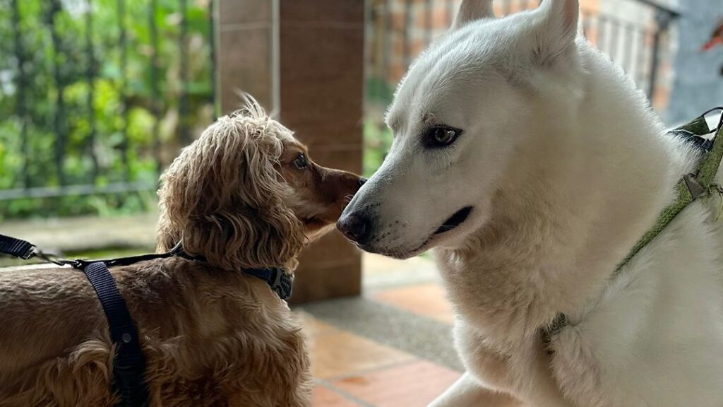 Más de 2.300 animales han recibido vacunación gratuita en 2026